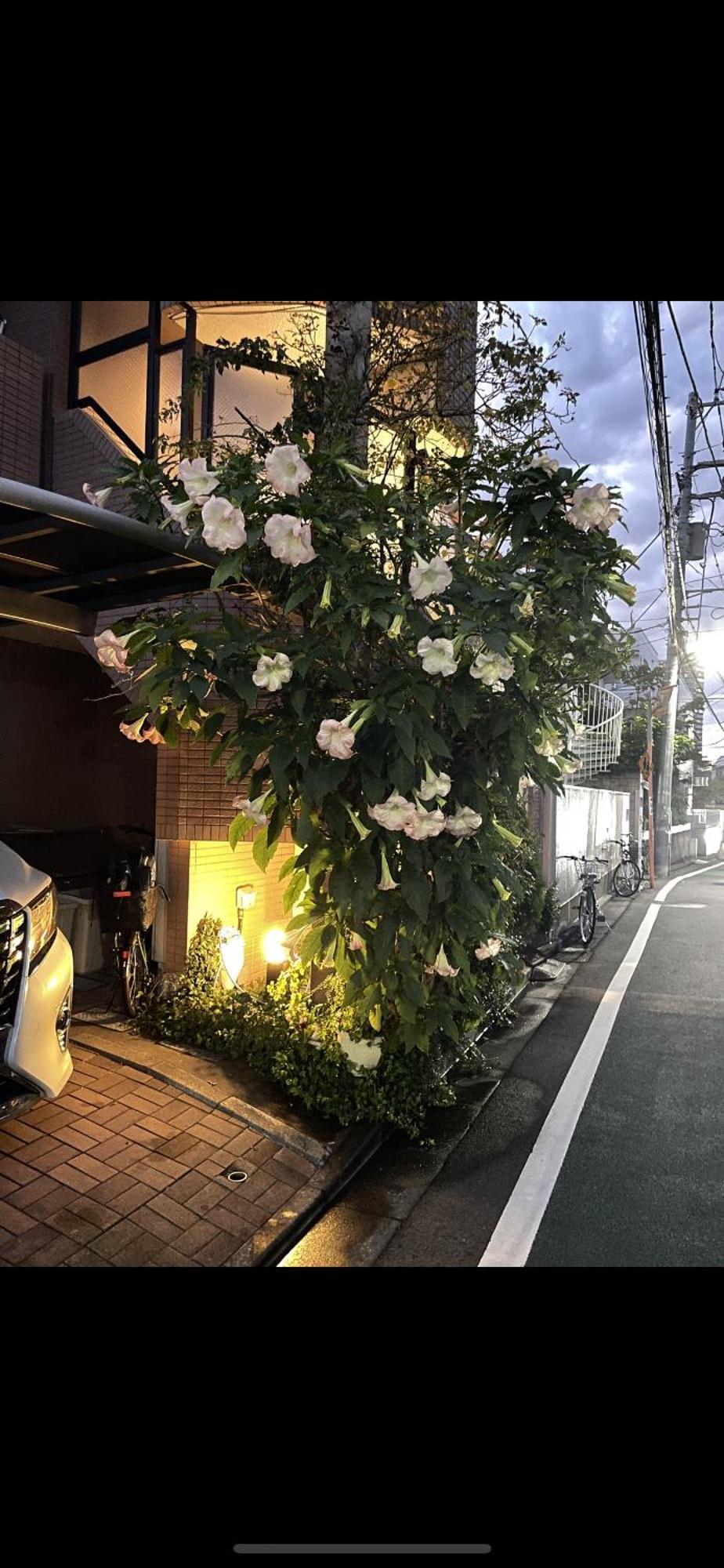 新宿安靜の家-A Quiet Home In Shinjuku - A 26 Square Meter Double Bed Room That Feels Like Home Tokyo Luaran gambar