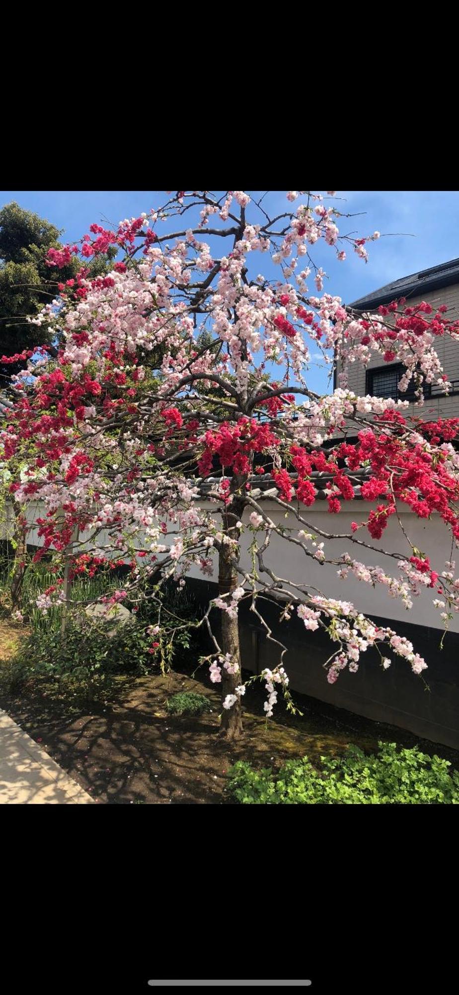 新宿安靜の家-A Quiet Home In Shinjuku - A 26 Square Meter Double Bed Room That Feels Like Home Tokyo Luaran gambar